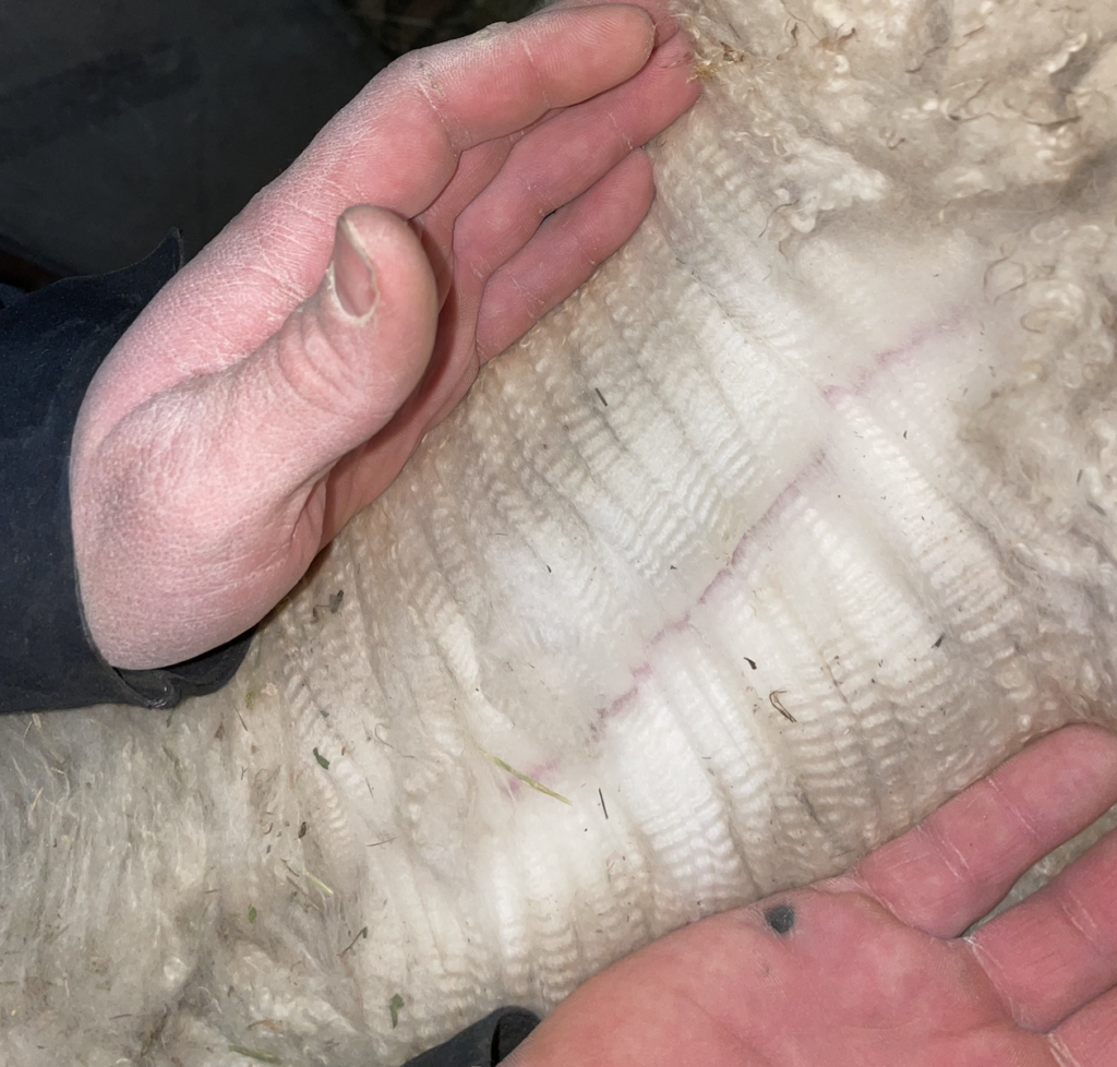 alpaca fleece